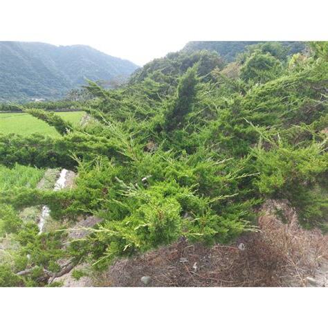 柏樹 風水